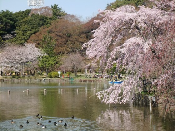 千葉公園(千葉県千葉市中央区)の桜 2011/4/6 千葉公園(千葉県千葉市中央区)の桜 2011/4/6