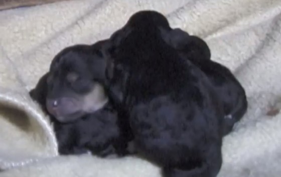 今夜は、子犬たちがよく見えました わんこが4匹生まれたよ 撮影:高橋典幸 今夜は、子犬たちがよく見えました わんこが4匹生まれたよ 撮影:高橋典幸